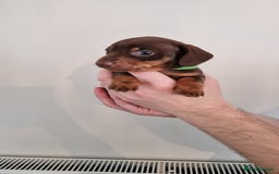 Dachshund dogs for sale: Miniature Smooth Haired Dachshund Puppies - Image 4