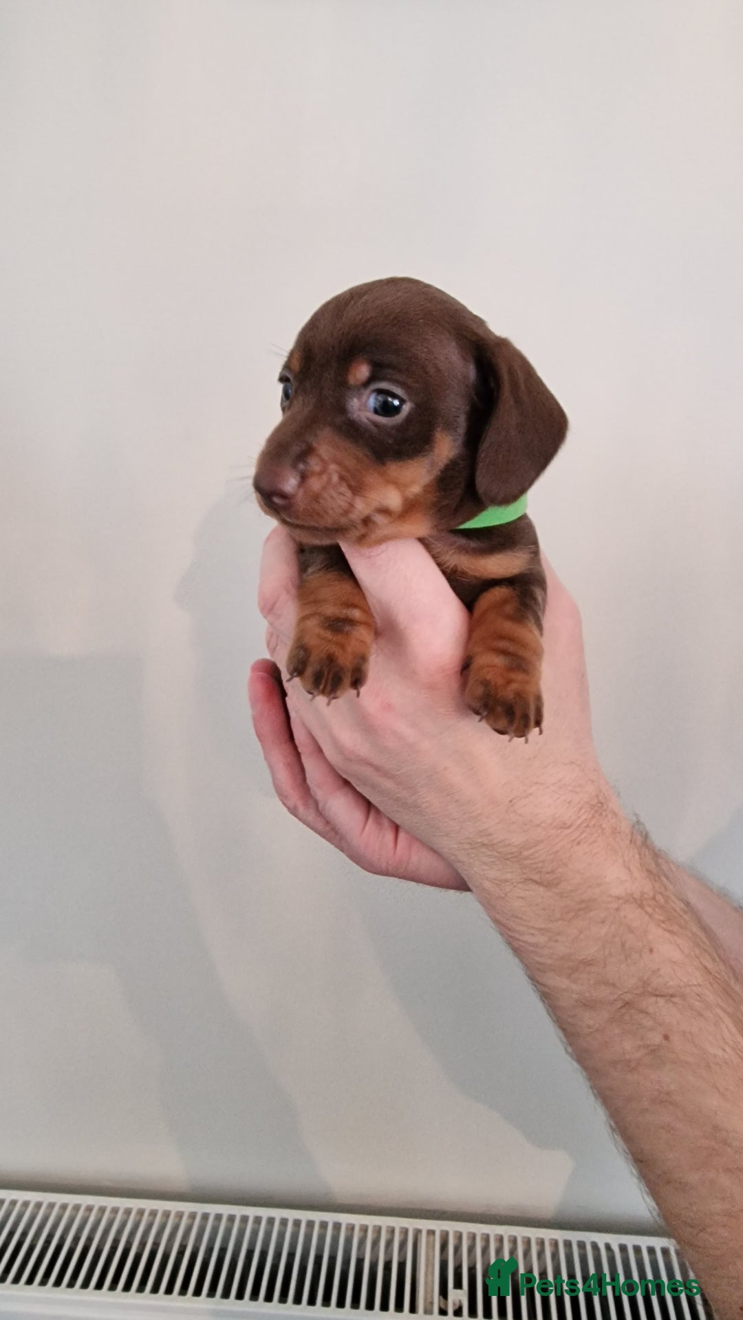 Dachshund dogs for sale: Miniature Smooth Haired Dachshund Puppies - Image 4