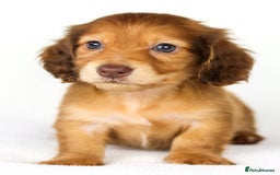 Miniature Dachshund dogs for sale: Quality miniature dachshund kc - Image 3