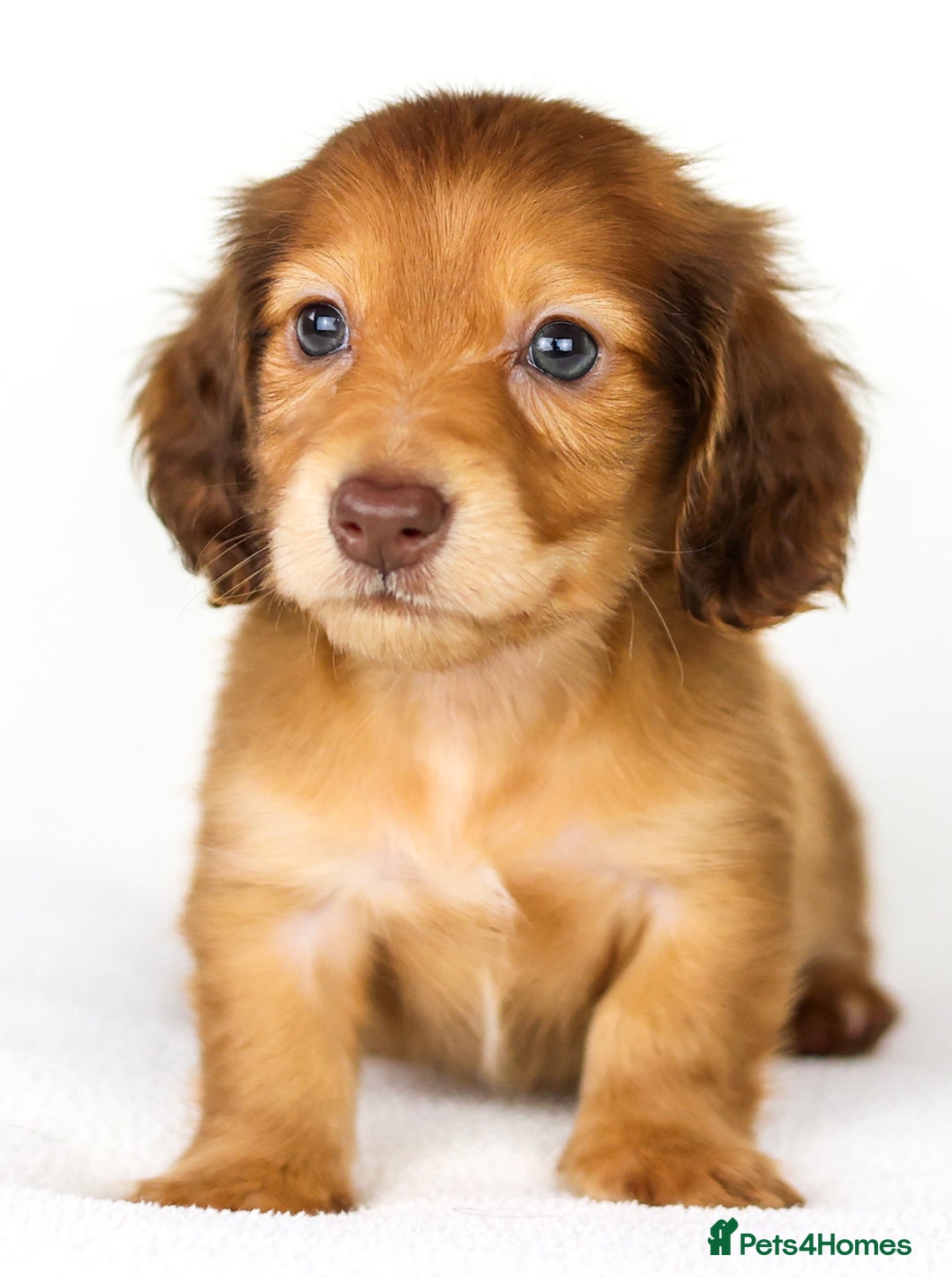 Miniature Dachshund dogs for sale: Quality miniature dachshund kc - Image 3