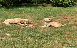 Cavapoo dogs for sale: Beautiful Cavapoo Puppies  - Image 13