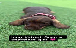 Miniature Dachshund dogs for sale: MINITURE DACHSHUNDS  - Image 2