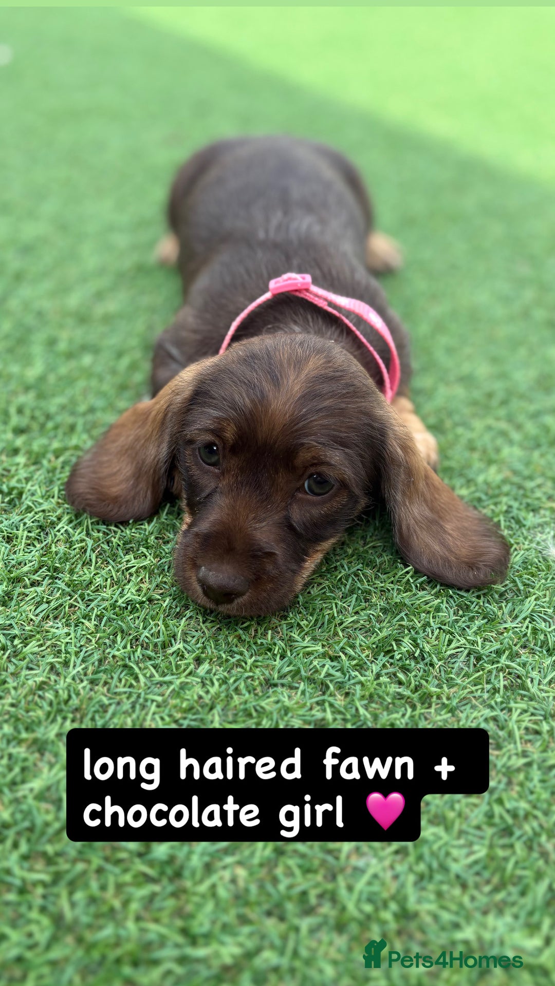 Miniature Dachshund dogs for sale: MINITURE DACHSHUNDS  - Image 2