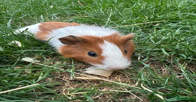 Guinea Pig rodents - Advert 6