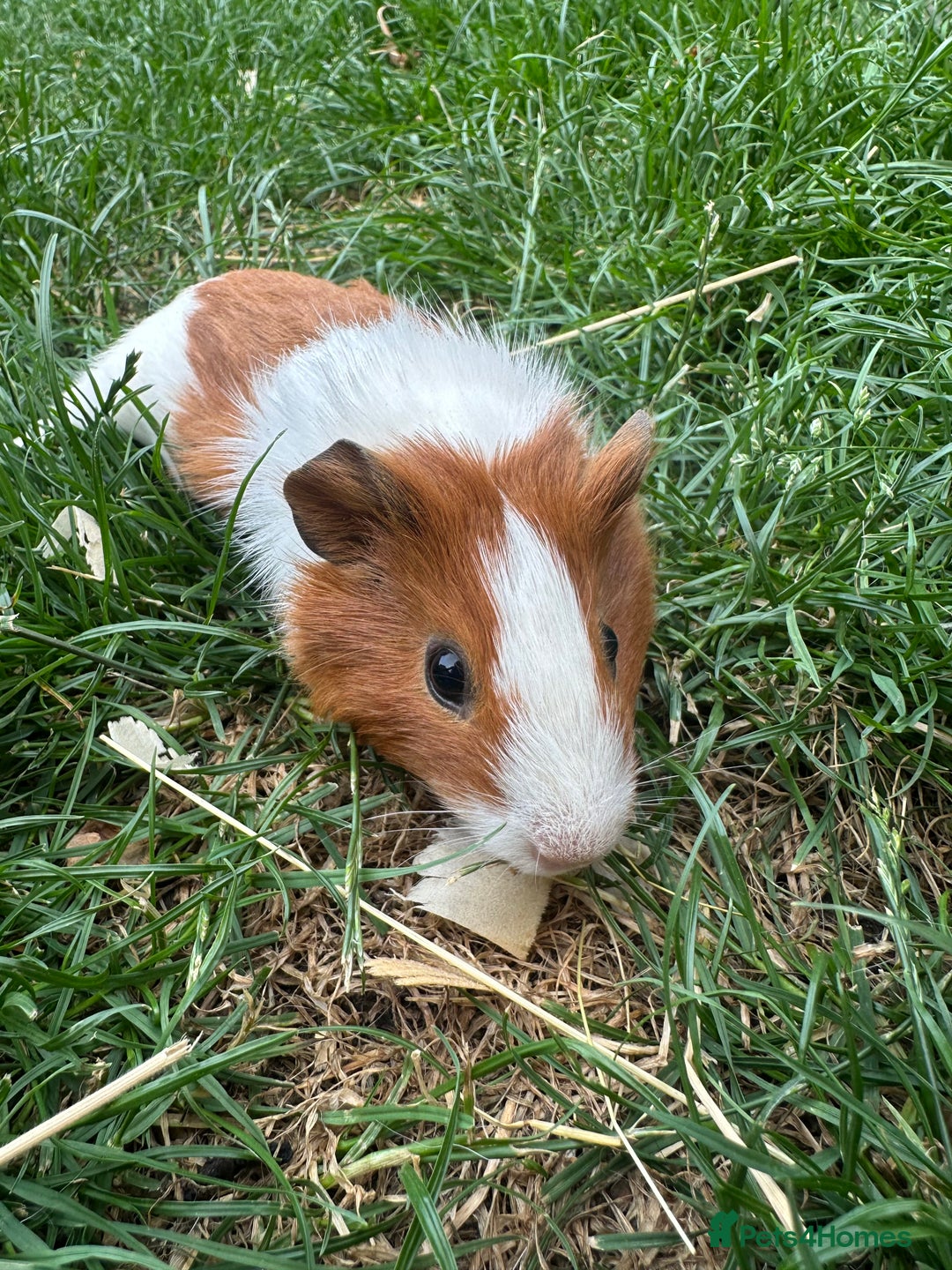 Guinea Pig rodents for sale: Male Guinea Pigs For Sale  - Image 2