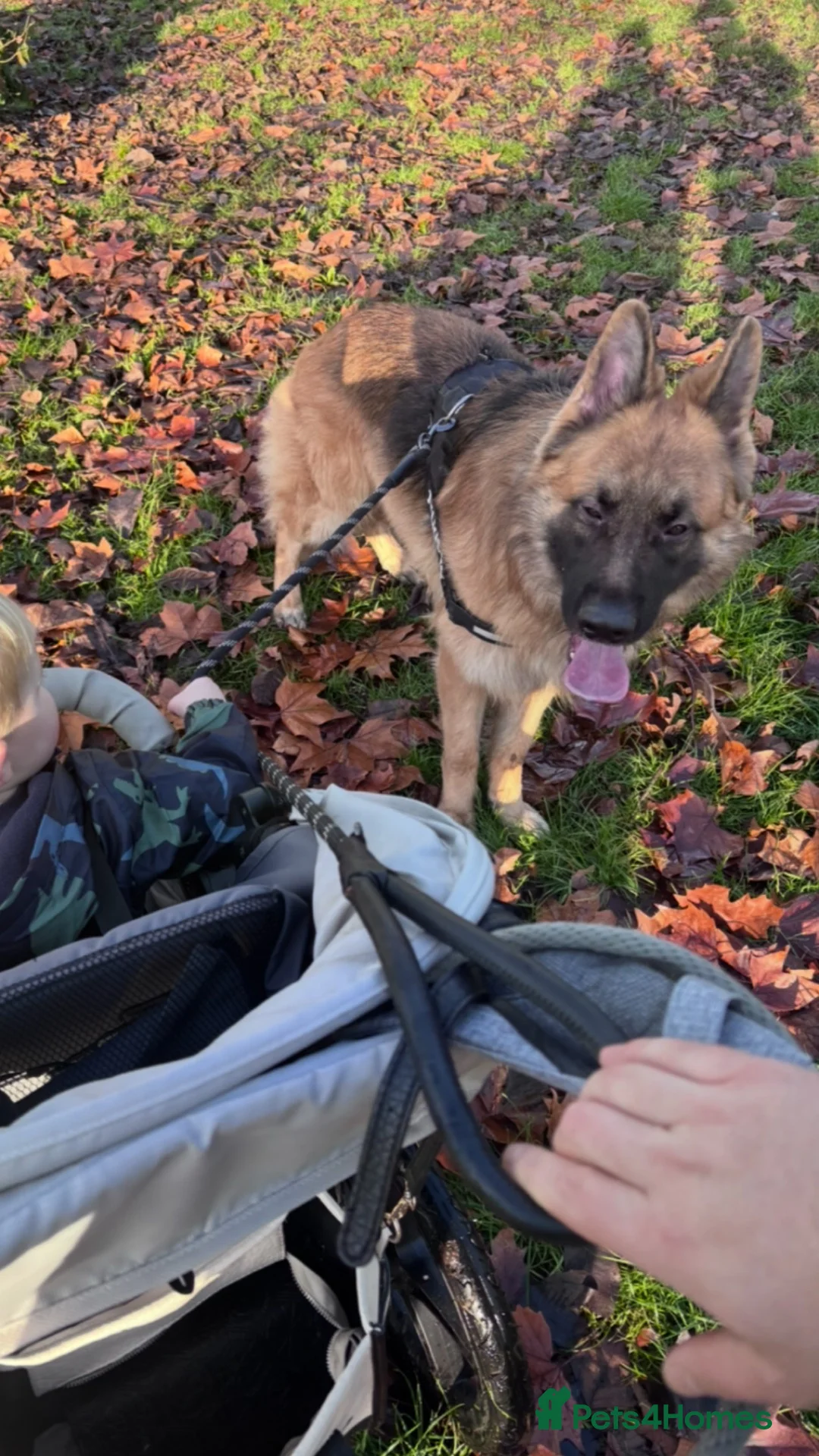 German Shepherd dogs for sale: Miller  in Ipswich - Advert 2
