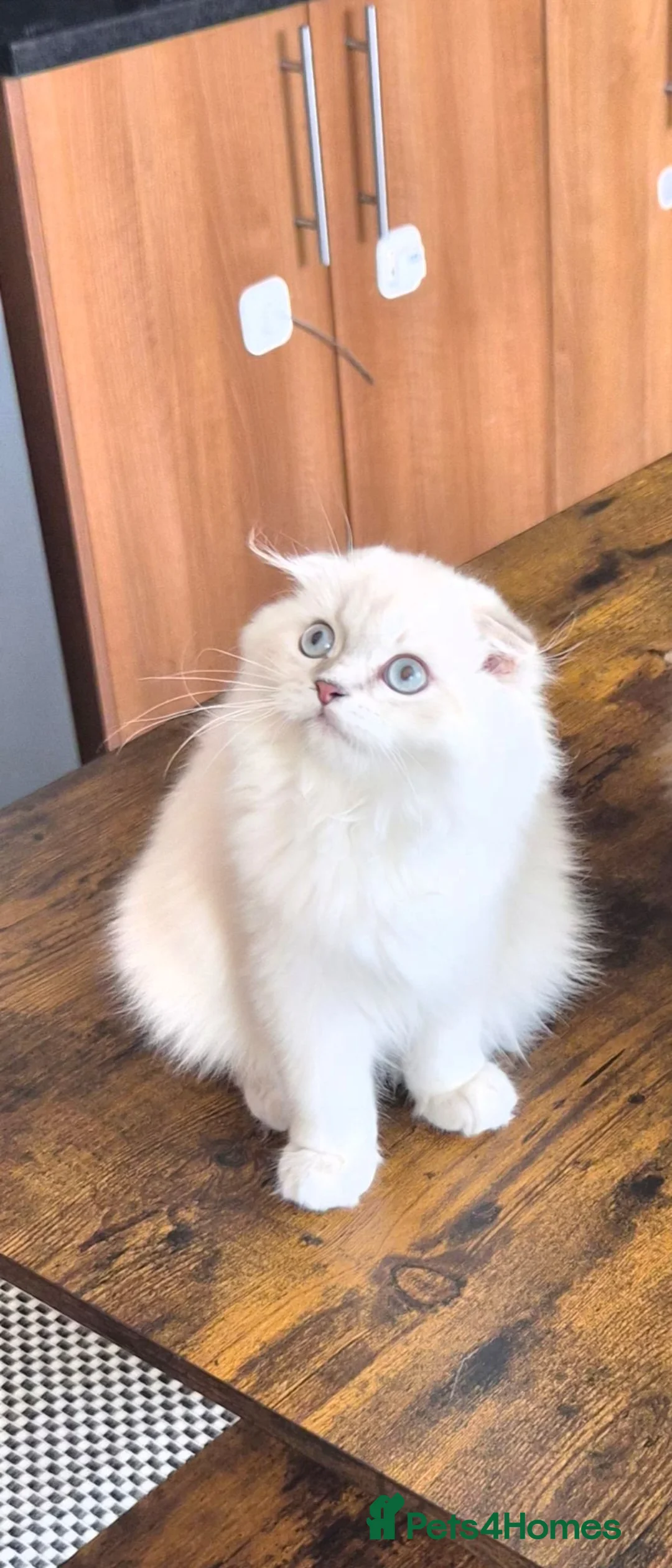 Scottish Fold cats for sale: Beautiful lilac point boy - Advert 10