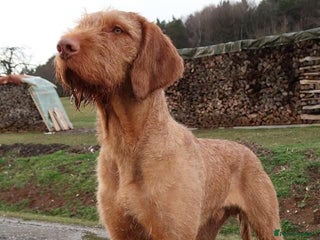 Hungarian Vizsla dogs in Llangollen - Advert 3