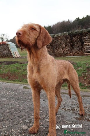 Hungarian Vizsla dogs in Llangollen - Advert 1