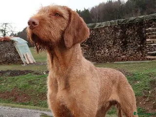 Hungarian Vizsla dogs Hungarian Wire Haired Vizsla Stud (Fully Tested) in Llangollen - Advert 2