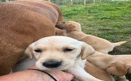 Goldador dogs for sale: Stunning chunky Goldadors  - Image 5