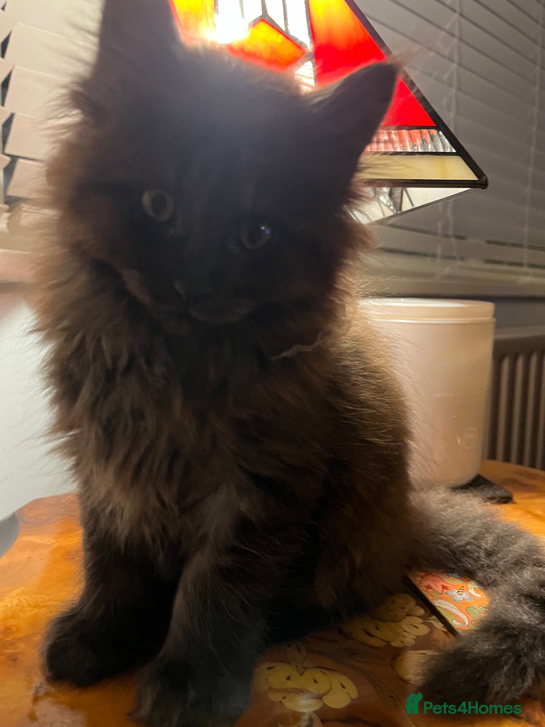 Maine Coon cats for sale: Now sold. TICA black smoke boy looking for a home - Image 8