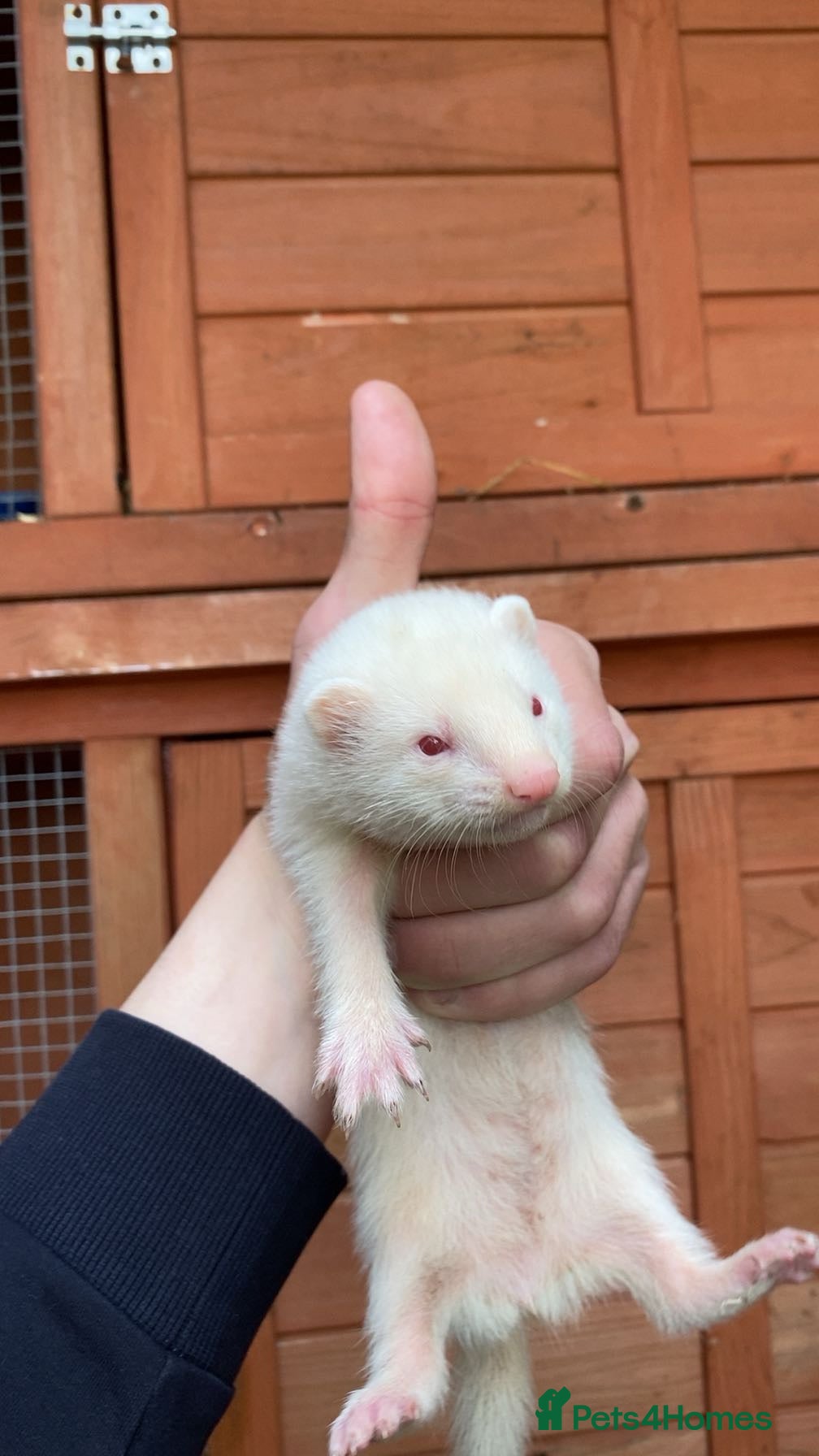 Ferret rodents for sale: ferret kits  - Advert 1