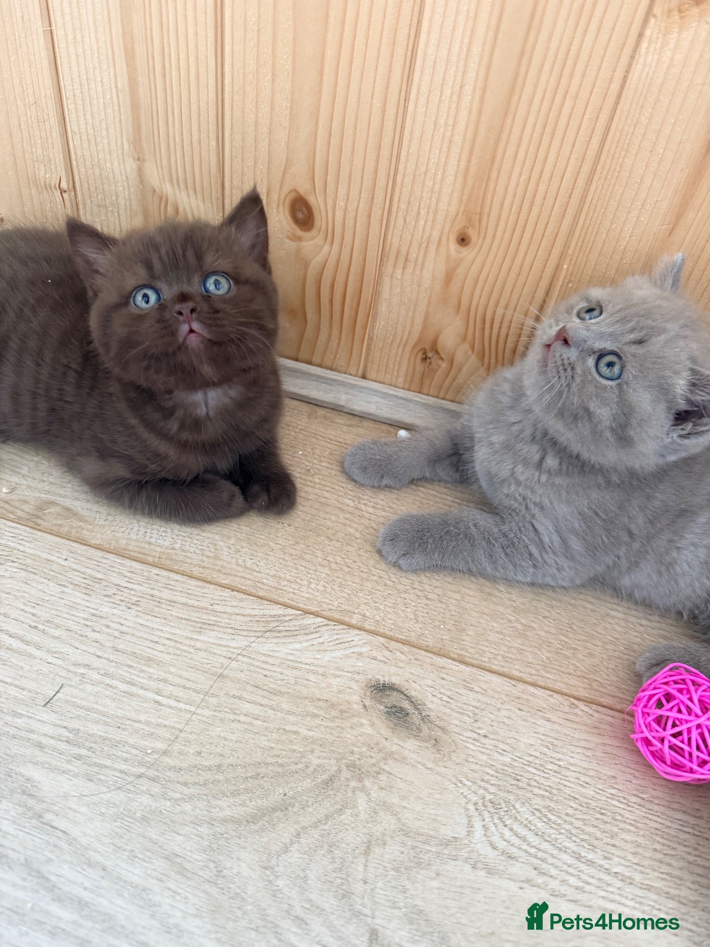 British Shorthair cats 🐾 British shorthair kitten for sale 🐾 - Advert 1