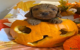Cockapoo dogs for sale: Golden and Apricot Red F1b Cockerpoos for sale! - Image 3
