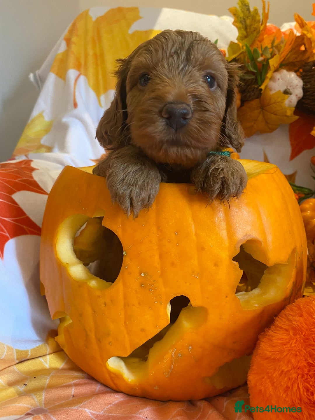 Cockapoo dogs for sale: Golden and Apricot Red F1b Cockerpoos for sale! - Image 3
