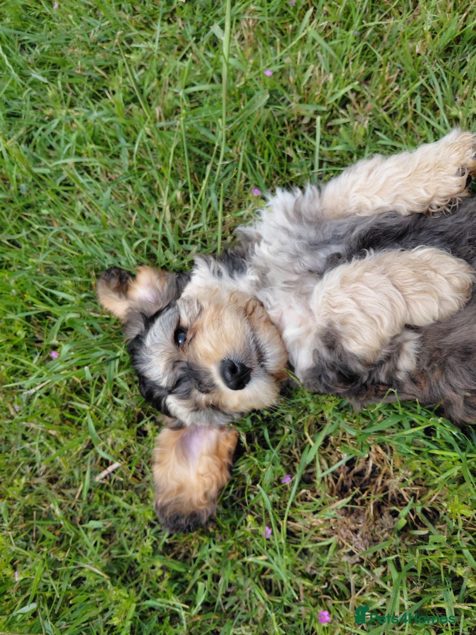 Cockapoo dogs Brilliant Cockalier-a-Poo Puppies – Ready Soon! - Advert 2