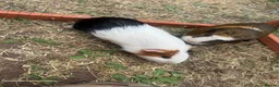 Guinea Pig rodents for sale: 3 male guinea pigs  - Advert 3