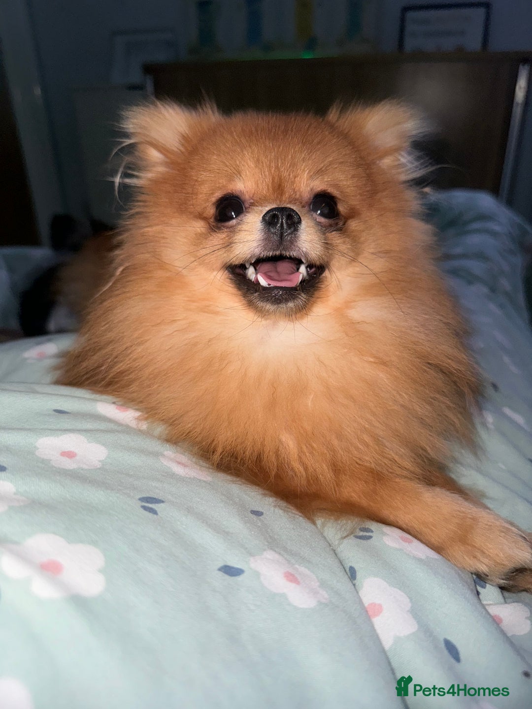 Pomeranian dogs for sale: Biscoff  - Advert 2