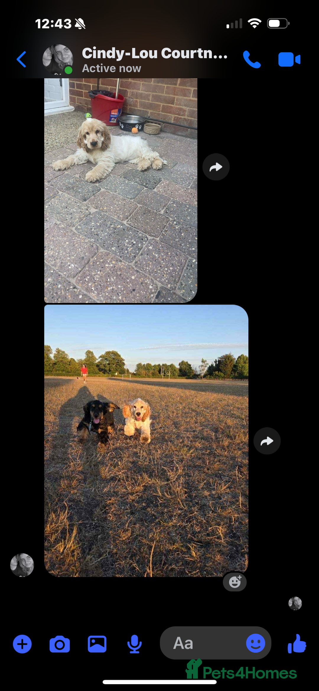 Cocker Spaniel dogs for sale: Show type cocker  - Image 8