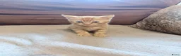 Mixed Breed cats for sale: Beautiful kittens ready for loving homes  - Advert 4