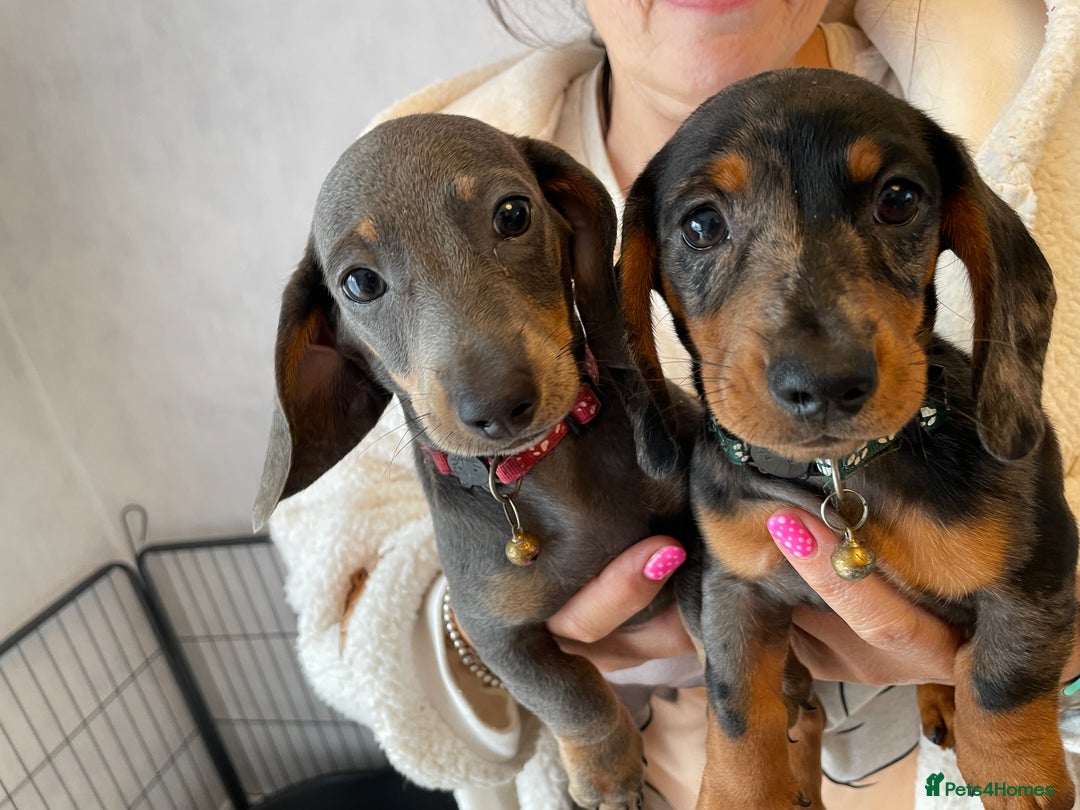 Dachshund dogs for sale: 5 beautiful miniature short haired dachshunds - Image 9