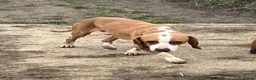 Mixed Breed dogs for adoption: Txiru in Woolacombe - Advert 3