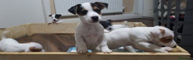 Jack Russell girl