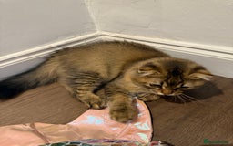 British Longhair cats for sale: Half British half Scottish fold male kitten  - Image 5
