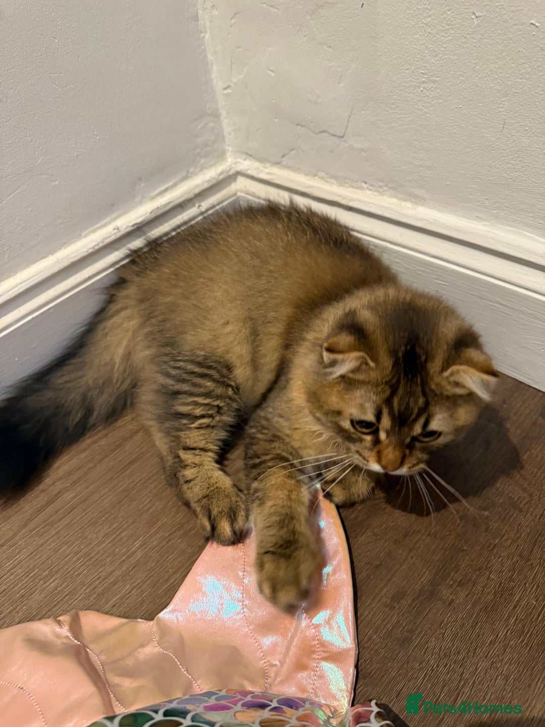 British Longhair cats for sale: Half British half Scottish fold male kitten  - Image 5
