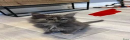 Maine Coon cats for sale: 10kittens 🐱 Ready to leave now  - Advert 12