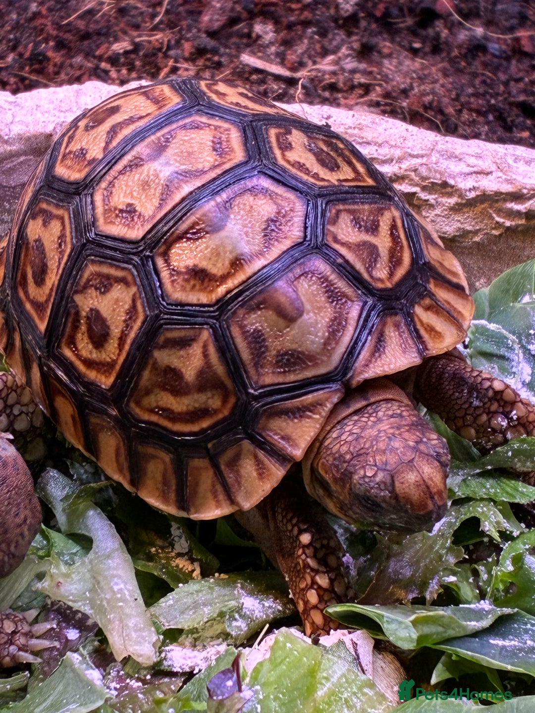 Tortoise reptiles for sale: Baby leopard tortoises for sale  - Advert 5