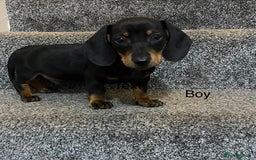 Miniature Dachshund dogs for sale: Beautiful mini dachshunds  - Image 1
