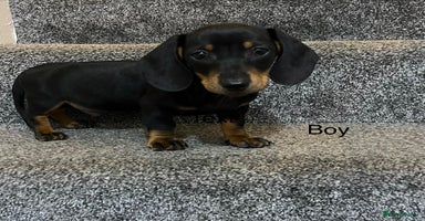 Miniature Dachshund dogs - Advert 5