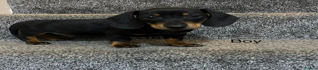 Miniature Dachshund Puppy 1