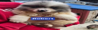 Pomeranian Puppy 2
