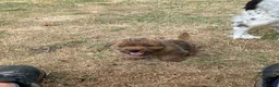 Norfolk Terrier dogs for sale: ONE male pup available in Reading - Advert 3