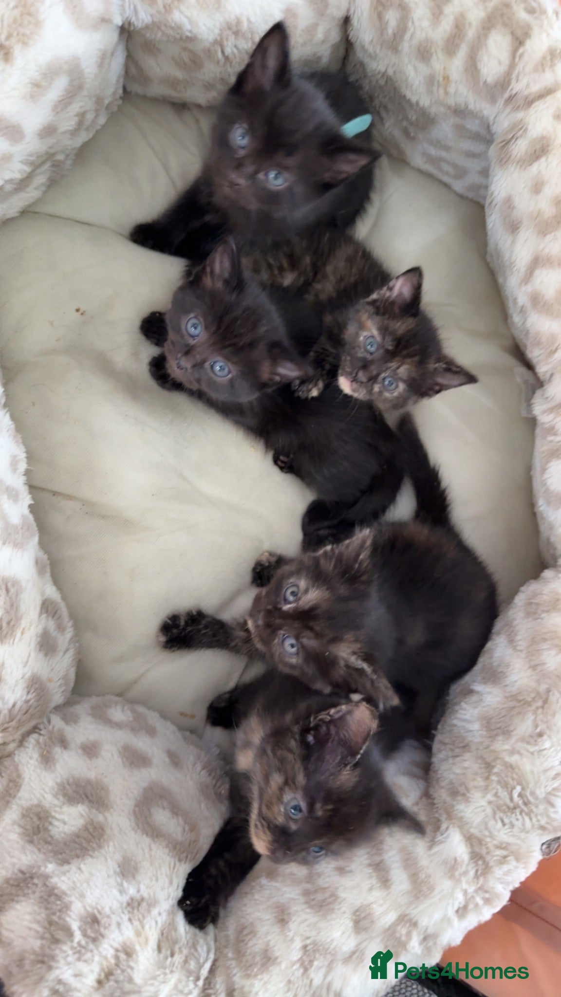 Mixed Breed cats 5 Tortoise shell kittens - Advert 2
