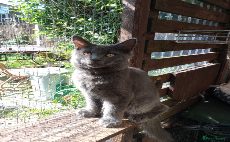 Maine Coon cats for sale - Advert 1