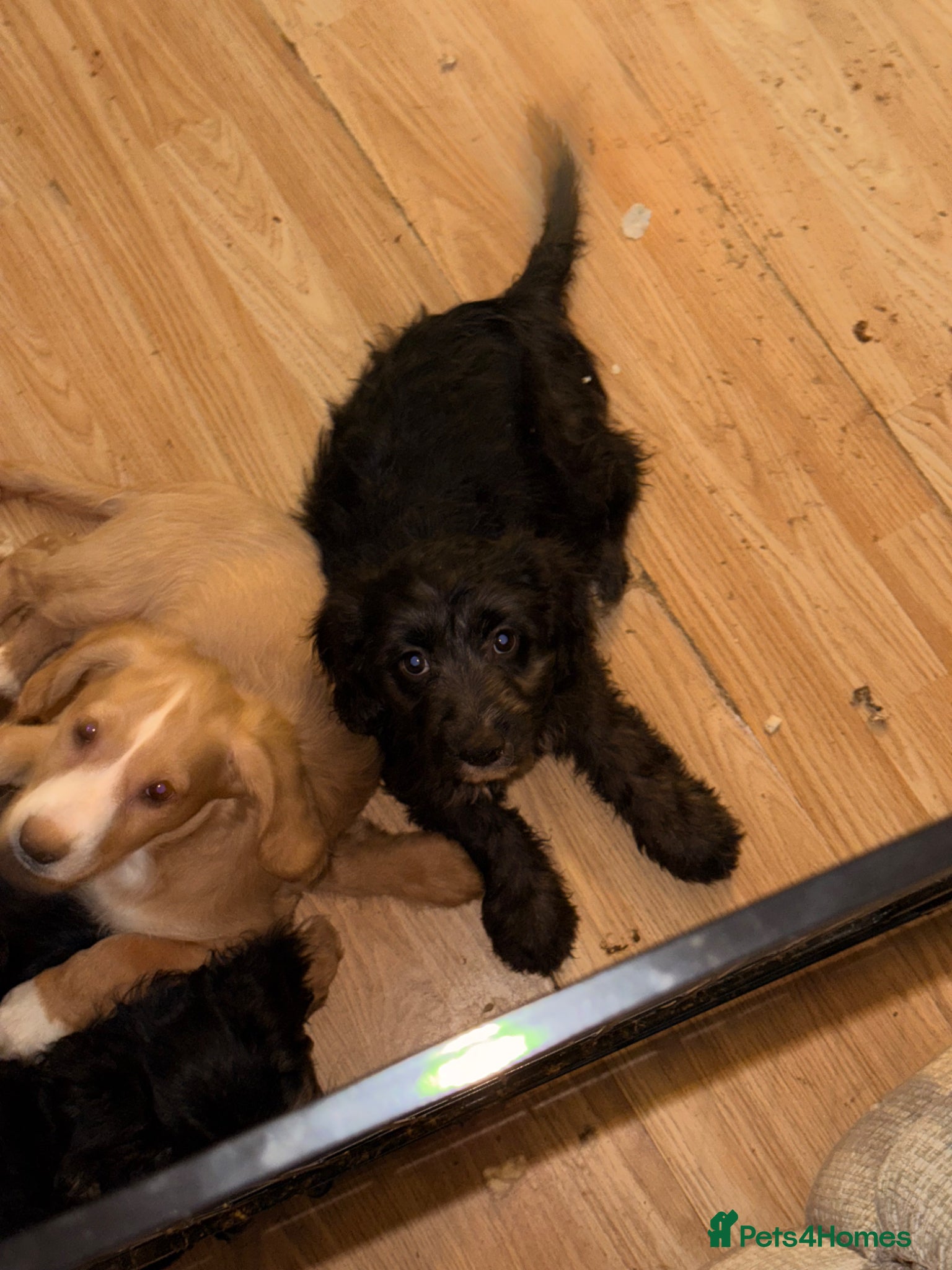 Cockapoo dogs Cockapoo puppies for sale - Advert 9