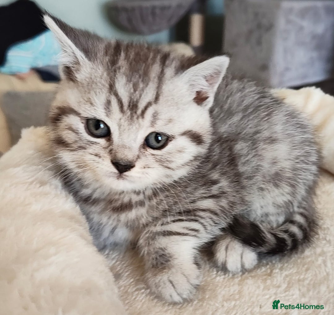 British Shorthair cats for sale: 8 BRITISH SHORTHAIR KITTENS GCCF REGISTERED  - Advert 19