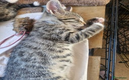 Siamese cats for sale: Siamese /balinese cross kittens - Image 10