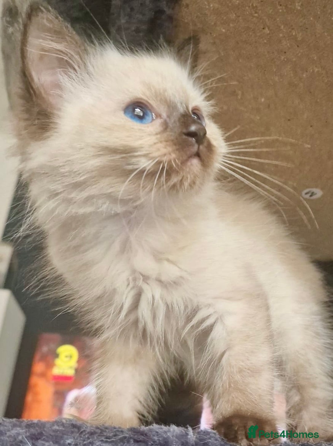 Ragdoll cats for sale:  FIFe Registered Ragdoll Kittens Champion Line - Image 33
