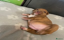Staffordshire Bull Terrier dogs for sale: Staffy puppy  - Image 13