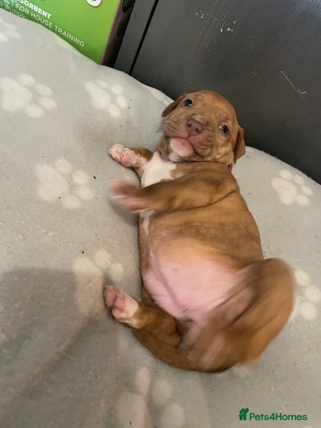 Staffordshire Bull Terrier dogs for sale: Staffy puppy  - Image 13