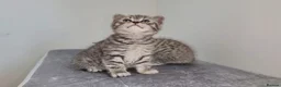 British Shorthair cats for sale: 🏆 Pedigree Silver British Shorthair Kittens 🏆 - Advert 21