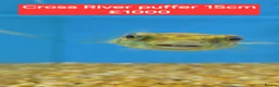 Pufferfish fish for sale: Puffers! - Different prices + Breeds!! ❤️🐡 - Advert 4