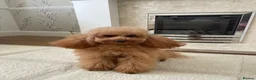 Toy Poodle dogs for sale: KC Toy Poodle- Only one left - Advert 9