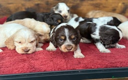 Cocker Spaniel dogs for sale: Show type cocker spaniels  - Image 27