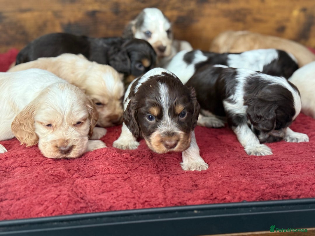 Cocker Spaniel dogs for sale: Show type cocker spaniels  - Image 27